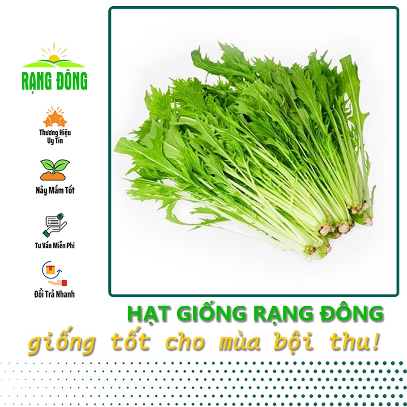 Hạt giống Cải Đuôi Phụng dễ trồng, nhanh thu hoạch, Hạt giống rau củ quả - Hạt giống Rạng Đông