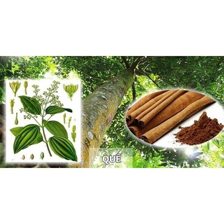 combo5 CÂY QUẾ GIỐNG ảnh thật