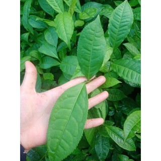 6 Cây chè Shan tuyết