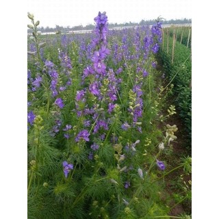 hạt hoa violet hoa chuẩn Tết(1gói 100hạt)