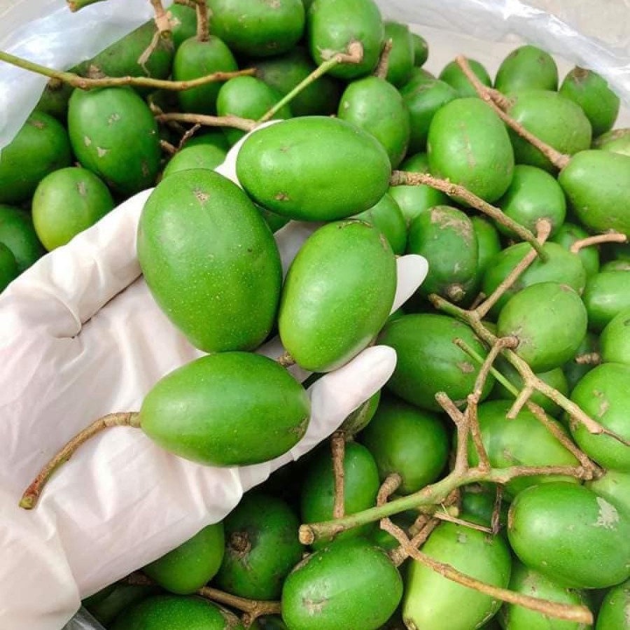 Cóc non, Cóc Thái