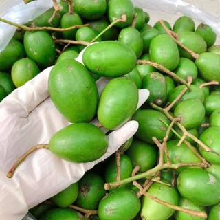 Cóc non, Cóc Thái