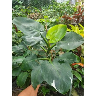 Chậu Cây trầu bà đế vương xanh - philodendron white wizard
