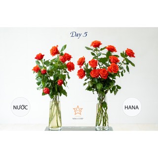 Nước dưỡng hoa Hana 100ml (Pha cho 1 lít nước)