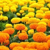 Phân bón to hoa đẹp màu dưỡng hoa mập nụ lên màu lâu tàn THDMPSV171717