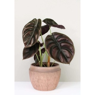 Chậu cây môn Rồng Đỏ - Alocasia Cuprea Red Secret