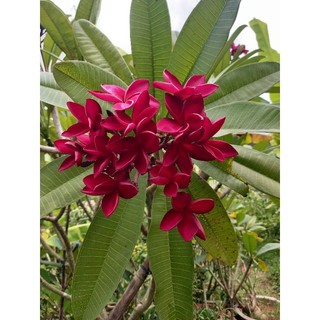 cây sứ đại đỏ hoa thơm