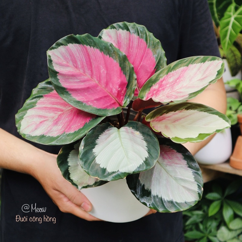 Cây đuôi công Tím - Calathea Roseopicta ‘Rosy’