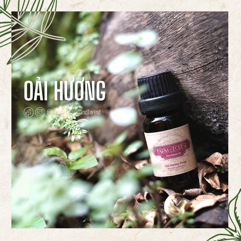Tinh Dầu Hoa Oải Hương 10ml, Tinh Dầu Thiên Nhiên Nguyên Chất, Farm & Forest, Lavender, Ngủ Ngon, Đuổi Muỗi, Mát Mẻ