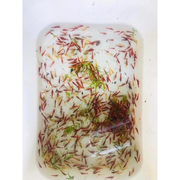 Tép loạn màu (combo 50c)