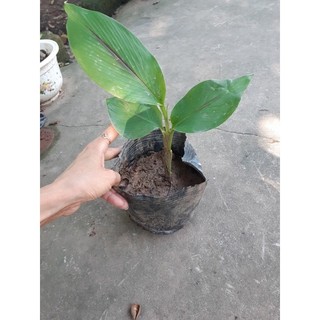 2 cây nghệ đen giống