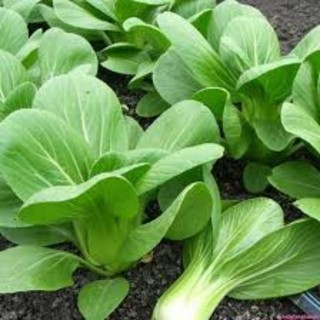300 Hạt giống cải thìa