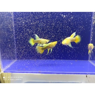 Ca' 7 mà-u full gold ribon tbb