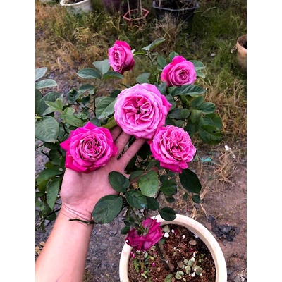 Hoa Hồng thân gỗ dáng tree Purple beauty tím đẹp hoàn hảo