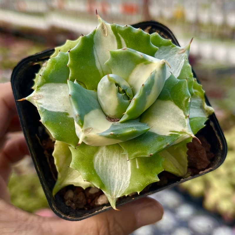 Sen đá Dứa thanh bạch size 4-5cm THUANPHAT GARDEN, siêu khoẻ siêu đẹp, lỗi 1 đổi 1