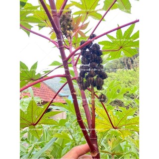 Thầu dầu tía đã ủ kích mầm