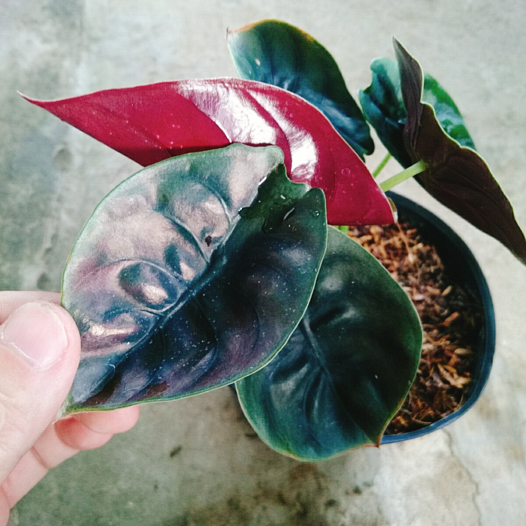 Môn Rồng Đỏ - Alocasia Cuprea