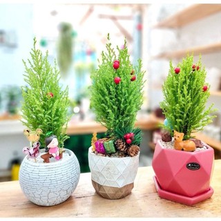 Tùng thơm mini MIX CHẬU để bàn