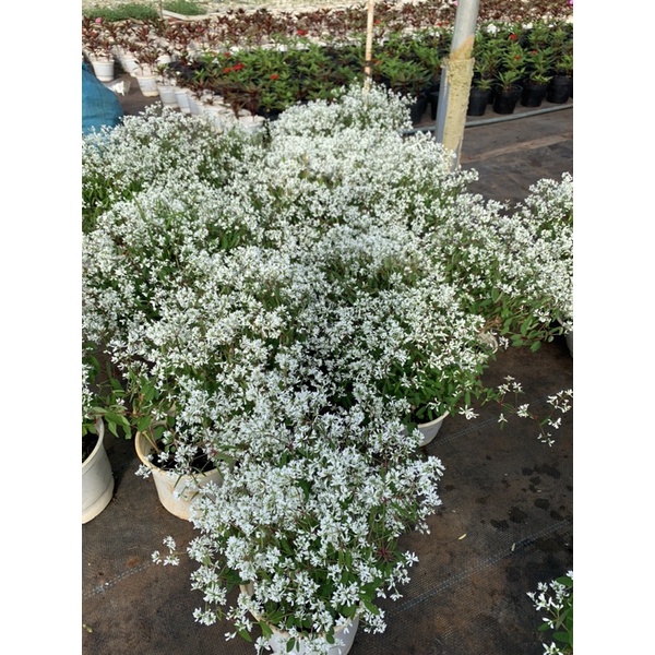 Cây hương tuyết cầu _ Nhà vườn Hoa Linh