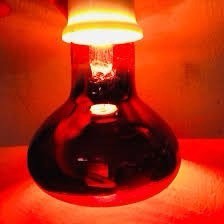 Bóng đèn sưởi thú y 175w. Đèn sưởi hồng ngoại sưởi ấm chó mèo, gà con