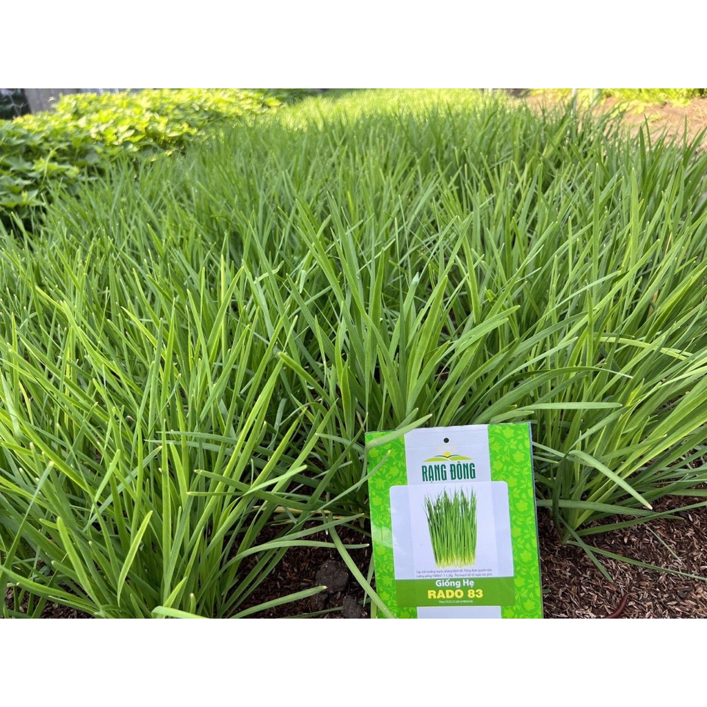 35 Cây Hẹ giống cao sản, trồng quanh năm.