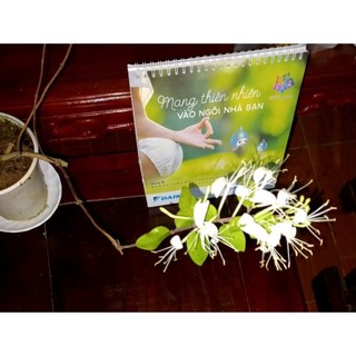 kim ngân hoa 1 bầu