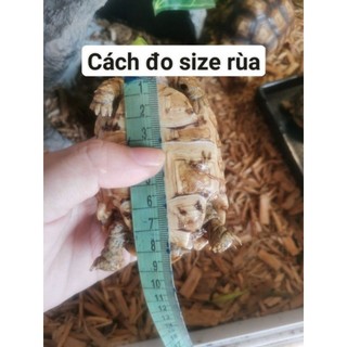 Áo len cho rùa cạn