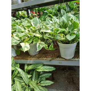 Chậu cây trầu bà sữa - Epipremnum Aureum