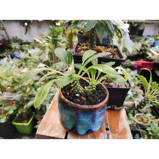 Set 5Hạt Mặt Trời Dorstenia sp