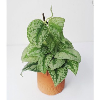 Chậu mềm Trầu Bà Exotica/ Trầu lụa/ Pháp🌸