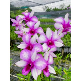 Hoa Lan Dendro Alba Thái Lan, chậu cây trưởng thành, nhiều thân, sắp có ngồng hoa