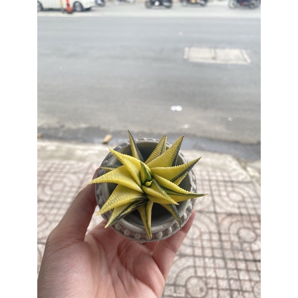 SEN ĐÁ MÓNG RỒNG XOÁY VAR (GẦN FULL VAR)