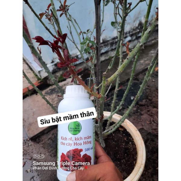 Chế Phẩm Hữu Cơ Bật Mầm Hoa Hồng