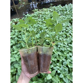 Rau xá xị (rau quế vị)