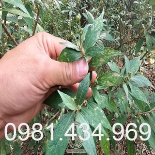 Cây Khổ Sâm Khô Chất Lượng 01KG Mới