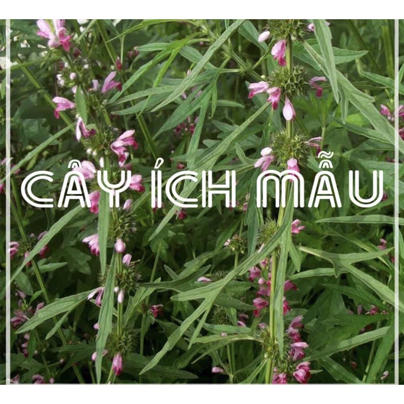 Sỉ tận gốc 1kg Cây ích mẫu khô xịn tốt nhất