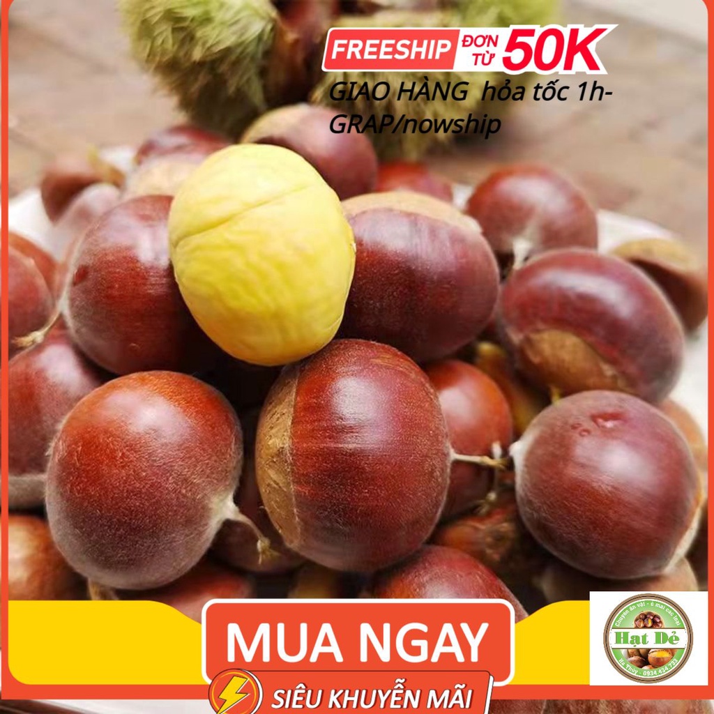 1kg Hạt dẻ tươi SaPa LOẠI TO NGON