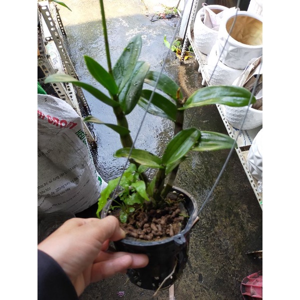 Lan denro màu nắng thanh lý