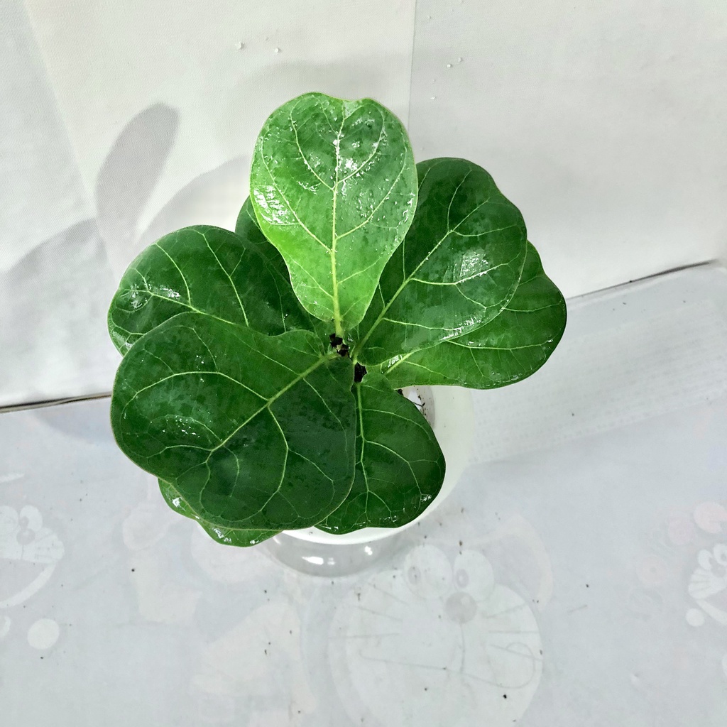 Cây bàng mini kèm chậu sứ trắng, Cao 25cm, giúp thanh lọc không khí