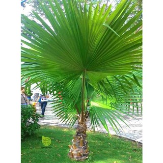 Hạt giống cây cọ mỹ ( Pritchardia filifera ) - 3 hạt (TẶNG gói kích thích hỗ trợ hạt nảy mầm)