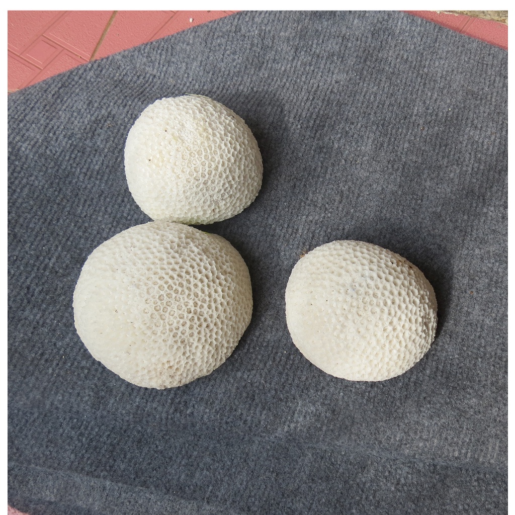 San hô tròn bánh bao tự nhiên, san hô phong thủy tự nhiên, san trang trí bể cá thủy sinh, san hô trang trí nhà cửa