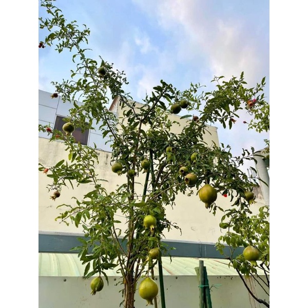 Lựu Thái   cao 1m6 đến 1m7