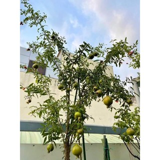 Cây 🌲 Lựu Thái  (siêu trái ) cao 1m6 đến 1m7