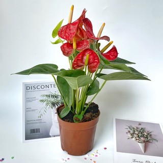 Cây hồng môn - hồng môn đỏ chiều cao 25cm, cây nhiều nhánh, hoa quanh năm, trang trí nội thất tiểu cảnh