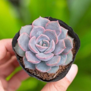 Sen đá viền tím 5-7cm - Vườn sen đá