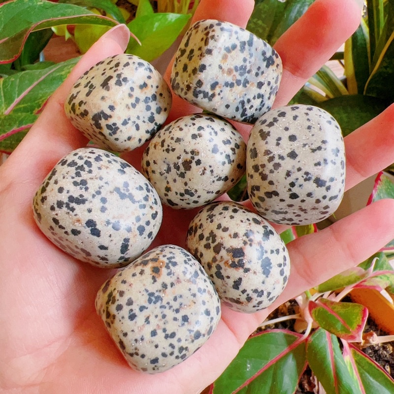 Tumble đá Dalmatian Jasper