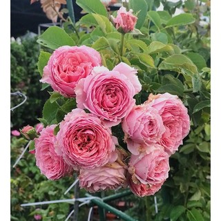 Hoa hồng leo Bienvenue rose - hoa thơm, cây ghép