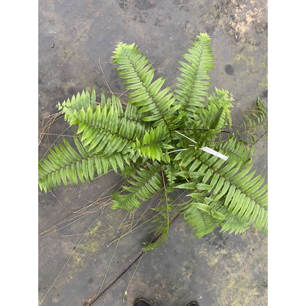 Chậu cứng dương xỉ lá thòng Thái