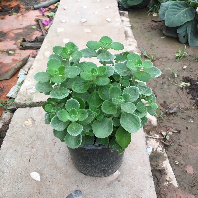 Toả Hương Thơm Dễ Chịu