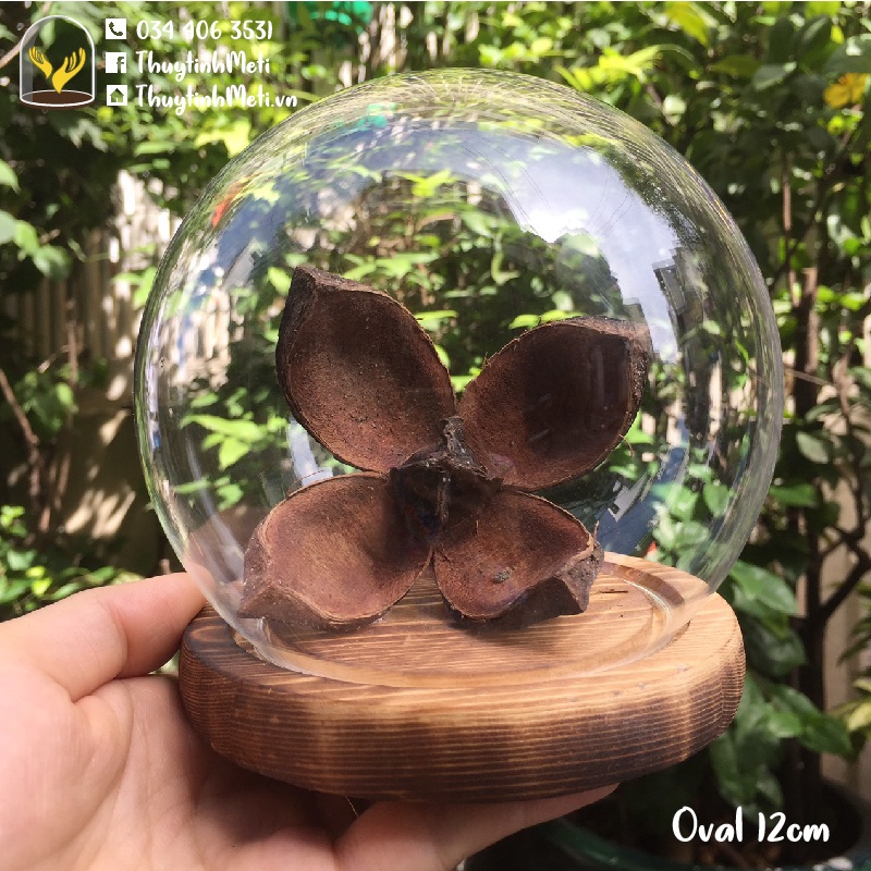 Chụp thủy tinh đế gỗ hình cầu đường kính 12cm, kích thước tùy chỉnh theo yêu cầu